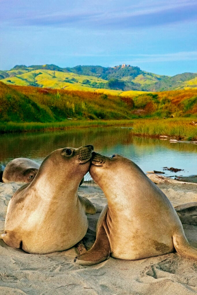 Kissing Seals