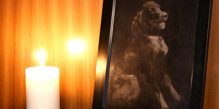 Remember Your Pets With a Photo Printed With Their Ashes