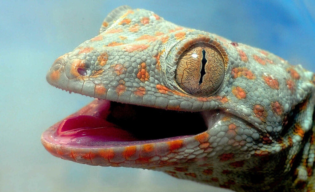 Closeup shot of a Tokay Gecko...