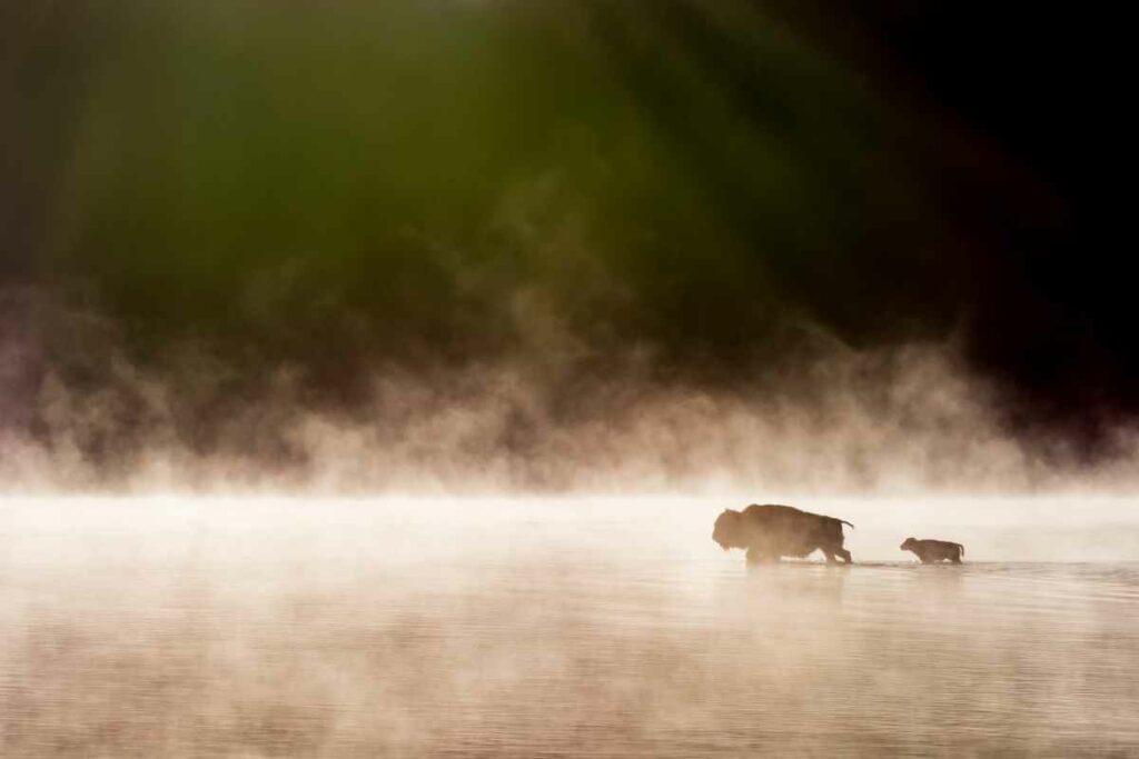 A bison mother and her calf begin crossing the Yellowstone River In Yellowstone National Park.