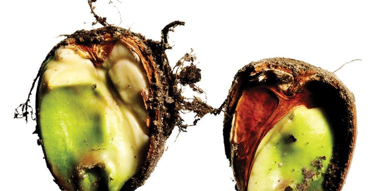 Tips For Shooting Fascinating Close-up Photos Tips For Shooting Fascinating Close-up Photos