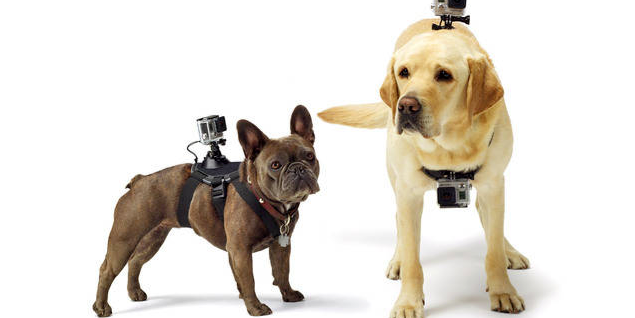 GoPro Fetch Mounts an Action Camera to Your Dog