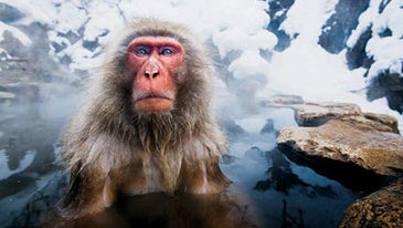 New Networks for Conservation Photographers