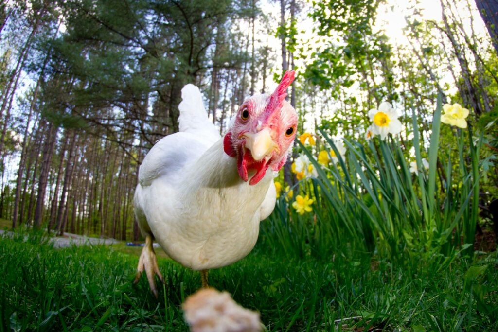 Chicken up-close with a wide angle lens