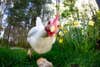 Chicken up-close with a wide angle lens