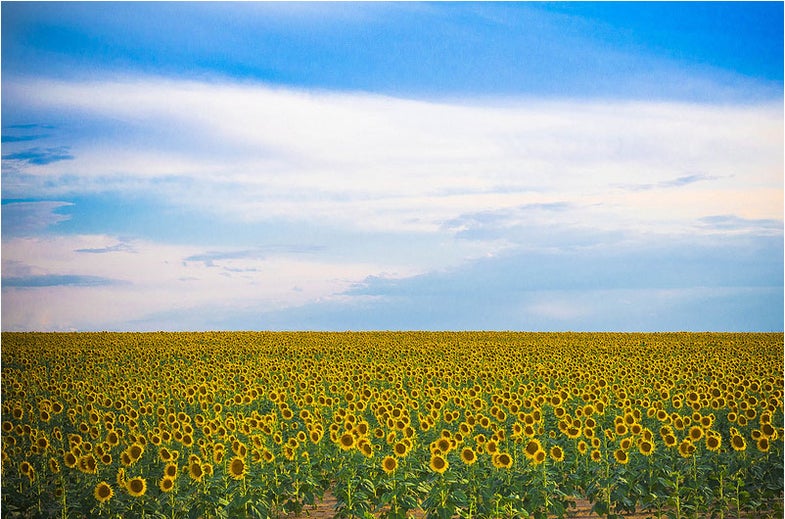 **When and where was the photo taken? **August 5th in Aurora, Colorado **What camera and lens were used? **Nikon D5100, nikon 50mm **Tech specs: **ISO 250, 1/200, f/10.0 **Processing: **Adjusted in Adobe Lightroom **Description: **Sunflower season in Colorado is a beautiful time! Flowers go on for miles! See more of Brittany's work on her Flickr page If you want to be considered for Photo of the Day, use this handy web form, or join our Flickr group!