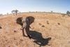 Africa, Botswana, Chobe National Park, Aerial view of Bull Elephant (Loxodonta africana) in Savuti Marsh in Okavango Delta