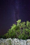 Olive Trees Under Milky Way