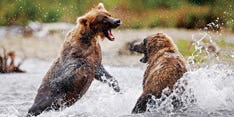Secrets of Wildlife Photographers Secrets of Wildlife Photographers