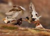 Wildlife Photographer of the Year Photo Foxes