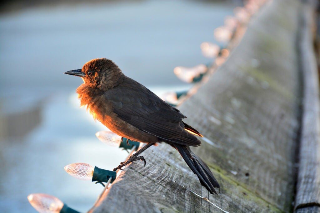 Today's Photo of the Day was captured by Loreta Rumsey using a Nikon D7100 with a lens extended to 130mm at 1/20 sec, f/5.6 and ISO 500. See more of Rumsey's work<a href="https://www.flickr.com/photos/loretar/"> here. </a>