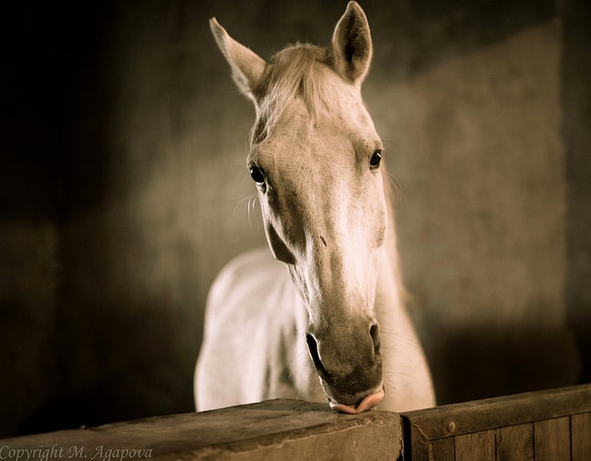 Today's Photo of the Day was captured by Marina Agapova using a Nikon D800 with a 50.0 mm f/1.4 lens. For this horse portrait Marina opened her aperture all the way to f/1.4 to keep the horse's face in focus and blur the background. See more of Marina's work <a href="http://www.flickr.com/photos/agapova/">here.</a>