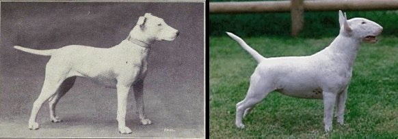 dog comparison
