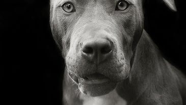 Point of View: Photographer Traer Scott Rescues Dogs With Her Camera