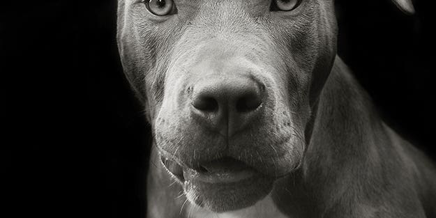 Point of View: Photographer Traer Scott Rescues Dogs With Her Camera Point of View: Photographer Traer Scott Rescues Dogs With Her Camera