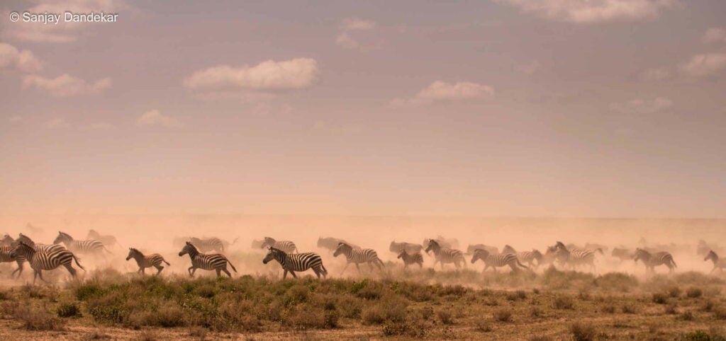 One has to see the phenomenon called "migration" to believe it. This year round activity that involves wildebeest, zebras and gazelles is so enormous - There are no words that can describe it. One can see herd of animals from miles away because of the dust cloud it generates. When you are surrounded by so many animals and so much action, as a photographer you are unable to decide what to capture.