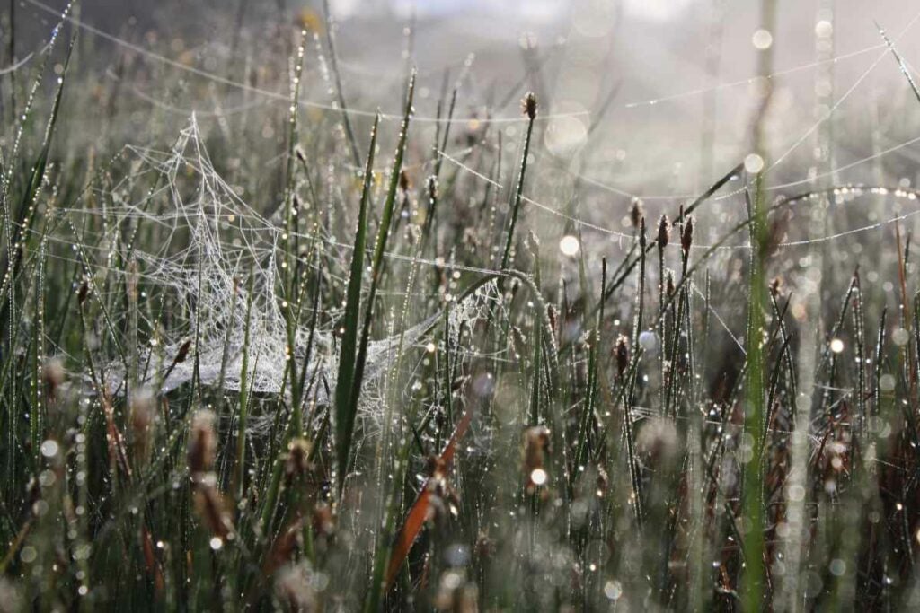 During a 4am photo expedition in Yellowstone, my cousin and I got to explore a small hot spring. This photo was taken by the stream as the spiderwebs and dew bounced off the reeds.