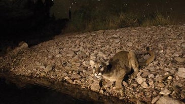 Capturing the Big Cat