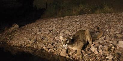 Capturing the Big Cat