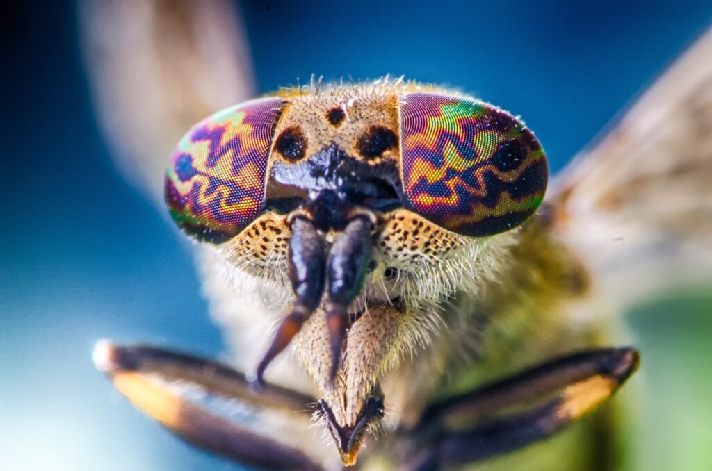 Today's extreme closeup photograph was taken by Simon Bergmann using a<br />
Nikon D5100 with a 90 mm f/2.8 with a slow shutter speed of 1/4 sec at f/29 and ISO 320. See more of Bergmann's work <a href="https://www.flickr.com/photos/simon78/">here.</a>