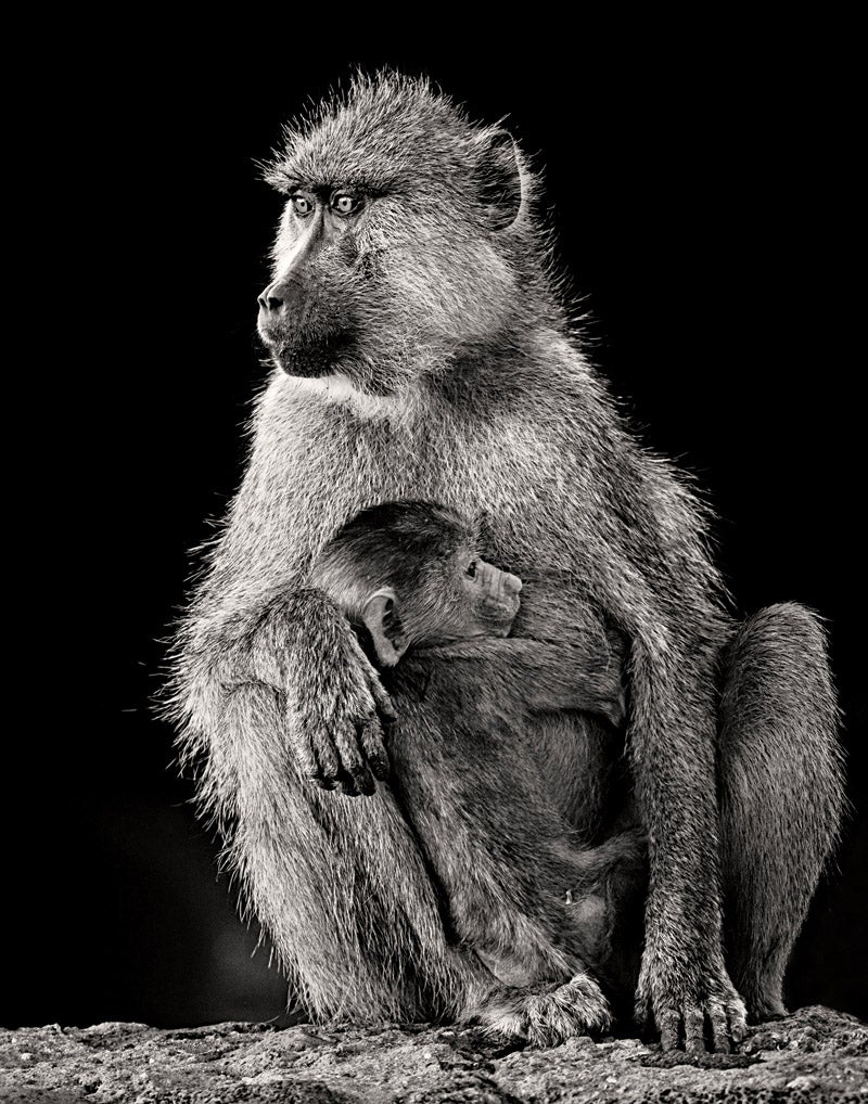 Yellow Baboon mother  and baby, Amboseli National Park, Kenya