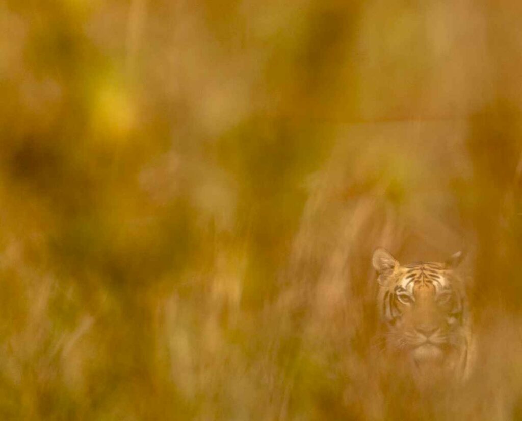 Ambush is the tigers key to success when it comes to hunting. Patiently and stealthily It can blend its orange and black coat with the high grass surrounding It. Like a ghost It sits camouflaged waiting for the unlucky prey to go Bby... Once close enough, it strikes with no mercy.