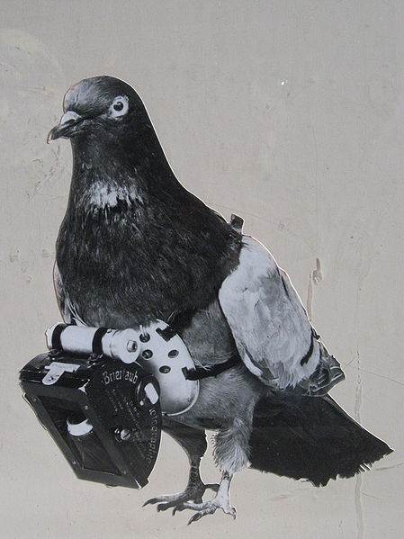 pigeoncams