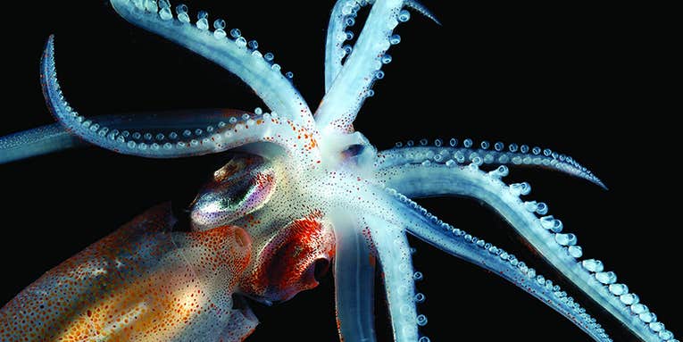 David Shale’s Deep Sea Creatures