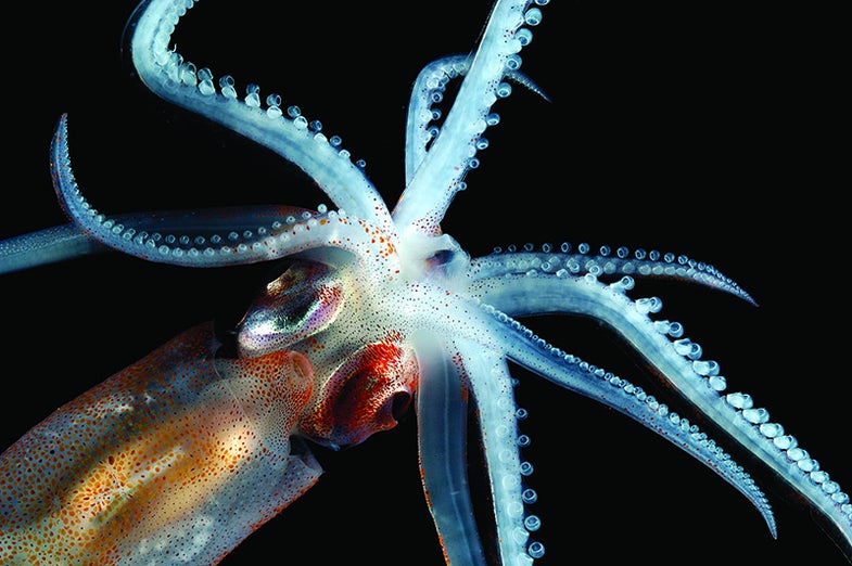 Deep Sea Squid