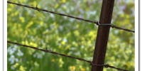Tip of the Day: Close-ups, Long Lenses and Depth of Field Tip of the Day: Close-ups, Long Lenses and Depth of Field