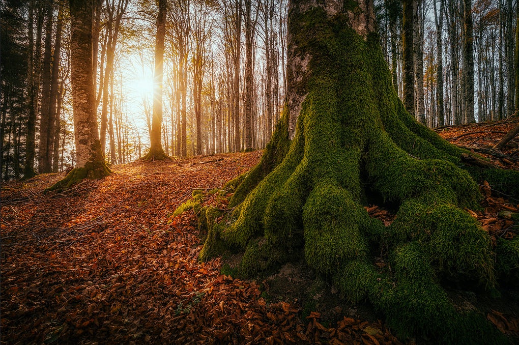 Today's Photo of the Day comes from Andrea Livieri and was taken in a forest in Northern Italy. Andrea used a Canon EOS 6D with an EF16-35mm f/4L IS USM lens to capture the shot. See more of Andrea's work<a href="http://www.flickr.com/photos/andrealivieri/"> here</a>.