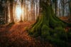 Today's Photo of the Day comes from Andrea Livieri and was taken in a forest in Northern Italy. Andrea used a Canon EOS 6D with an EF16-35mm f/4L IS USM lens to capture the shot. See more of Andrea's work<a href="http://www.flickr.com/photos/andrealivieri/"> here</a>.