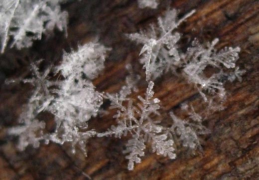 How-to-Photograph-Snowflakes