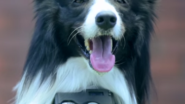 Nikon’s Dog Camera Mount Takes a Photo When Your Pup’s Heart Rate Goes Up