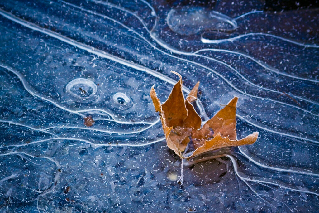 ICE AND LEAF FROST