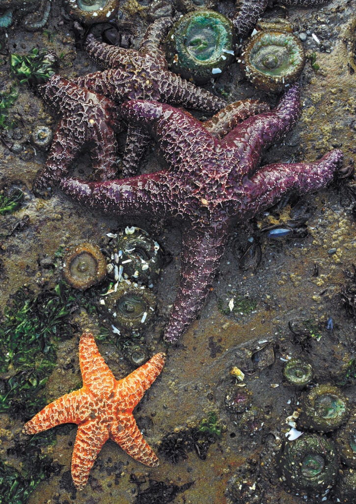 Starfish, Olympic National Park, WA