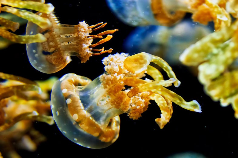 When and where was the photo taken? **Monterey Bay Aquarium, Monterey, CA 2010. **What camera and lens were used? Nikon D300 + Tamron 28-300 VC MacroProcessing: Color correction, changed white balance and increased contrast. See more of Joe's work here. Want to see your photo picked as our Photo of the Day? Submit it HERE.
