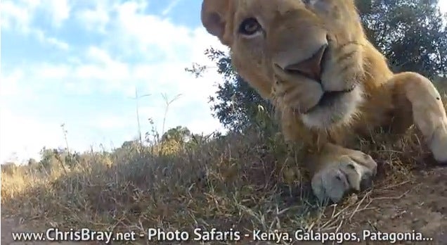 lion gopro 2