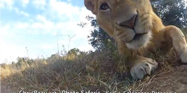 Watch a Lioness Try and Swallow a GoPro Camera