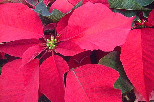 Poinsettias-in-Macro-Mode.-The-Macro-and-Auto-Focu