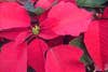 Poinsettias-in-Macro-Mode.-The-Macro-and-Auto-Focu