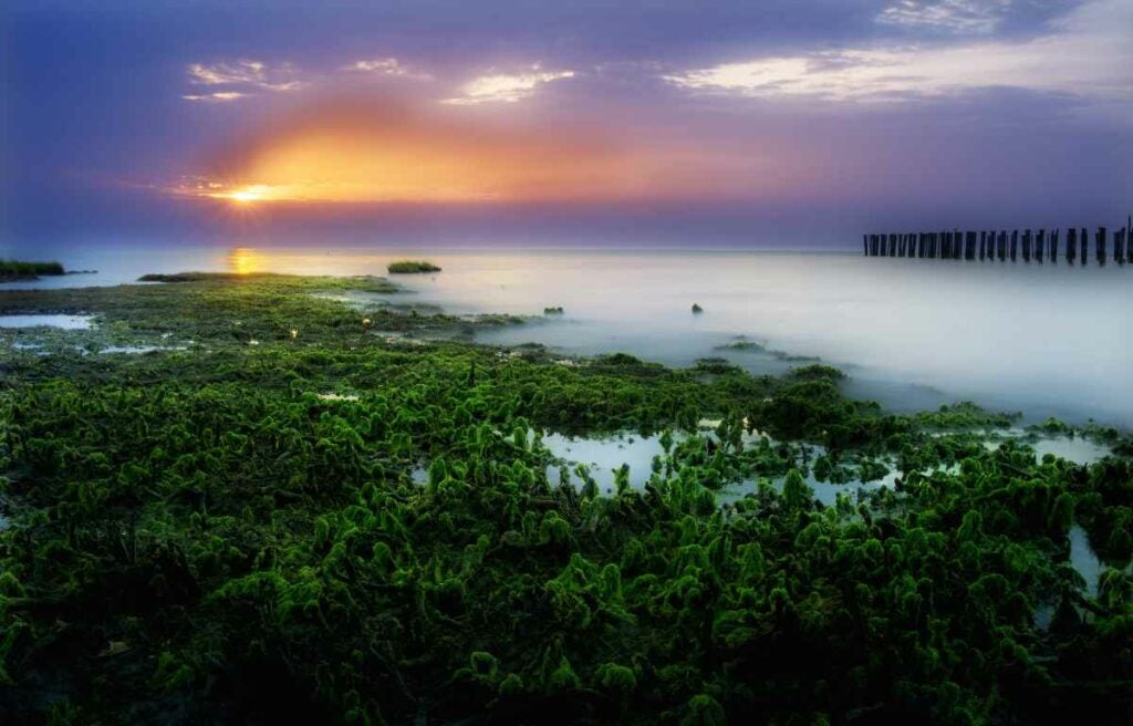 I Took This Photo On A Secret Beach In Mathews County, Virginia, Looking Out On The Chesapeake Bay. The Glowing Moss Caught My Eye And I Thought It Would Make A Great Subject As It Extended Out Into The Depths Of The Bay. Location: Mathews County, VA Camera: Sony A6000 Mirrorless Interchangeable-Lens Camera (ILCE-6000) Lens: E PZ 16-50mm F3.5-5.6 OSS E-Mount Power Zoom Lens Focal Length: 28mm Shutter Speed: 1/3 Second Aperture: F/22 ISO: 100