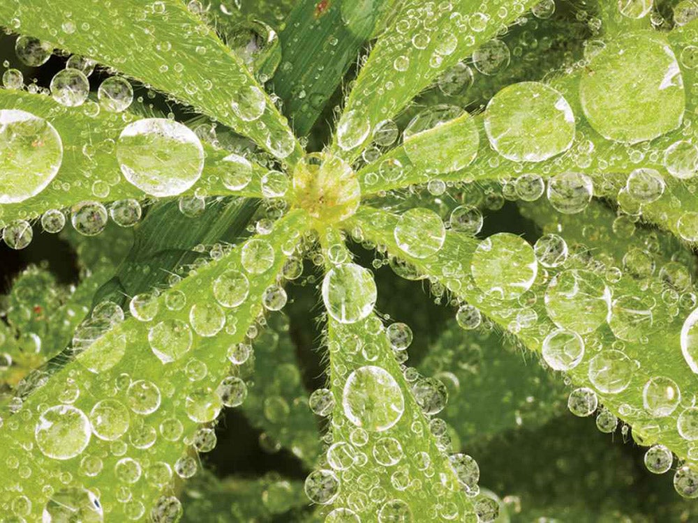 water droplets on a plant