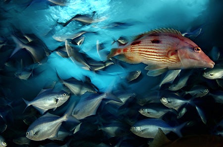 A red pigfish swims through a school of blue maomao in Poor Knights Marine Reserve in New Zealand.