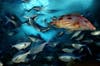 A red pigfish swims through a school of blue maomao in Poor Knights Marine Reserve in New Zealand.