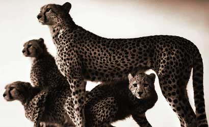 Nick-Brandt-s-Ode-to-Africa