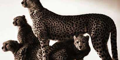 Nick Brandt’s Ode to Africa Nick Brandt’s Ode to Africa
