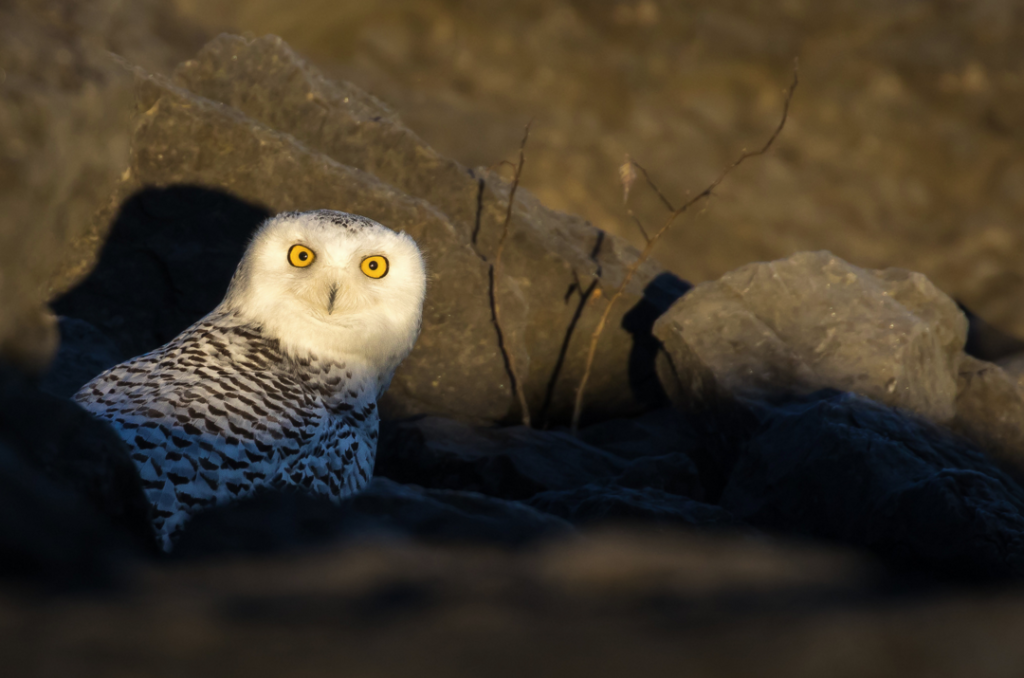 Today's Photo of the Day was captured by Ross Taylor in Ottawa using a Canon EOS 7D Mark II with a EF100-400mm f/4.5-5.6L IS II USM lens at 1/1500 sec, f/5.6 and ISO 320. "This bright-eyed beauty was hiding in the rocks from harassing crows," Taylor writes. "When the sun rose over the rocks, the crows found it first and caused quite a commotion. Thanks to those bully crows I can share this picture." See more work <a href="https://www.flickr.com/photos/130119277@N04/">here. </a>