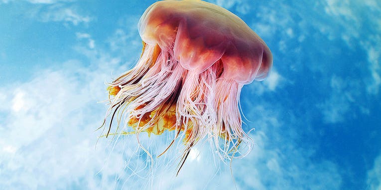 Alexander Semenov’s Amazing Jellyfish Photos