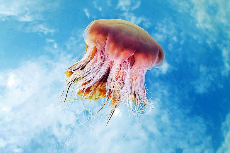 Jellyfish Sky Photos